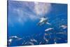 Great White Shark, Large 5 meter female, and schooling Rainbow Runners Guadalupe Island, Marine Bio-Stuart Westmorland-Stretched Canvas