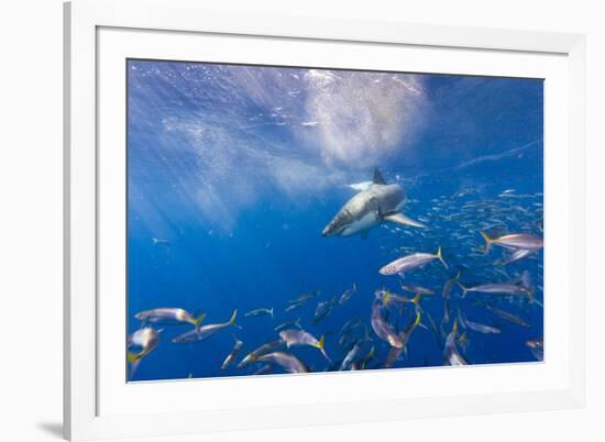 Great White Shark, Large 5 meter female, and schooling Rainbow Runners Guadalupe Island, Marine Bio-Stuart Westmorland-Framed Photographic Print