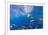 Great White Shark, Large 5 meter female, and schooling Rainbow Runners Guadalupe Island, Marine Bio-Stuart Westmorland-Framed Photographic Print