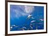 Great White Shark, Large 5 meter female, and schooling Rainbow Runners Guadalupe Island, Marine Bio-Stuart Westmorland-Framed Photographic Print