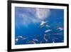 Great White Shark, Large 5 meter female, and schooling Rainbow Runners Guadalupe Island, Marine Bio-Stuart Westmorland-Framed Photographic Print