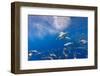 Great White Shark, Large 5 meter female, and schooling Rainbow Runners Guadalupe Island, Marine Bio-Stuart Westmorland-Framed Photographic Print