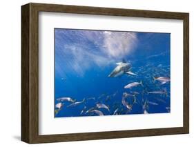 Great White Shark, Large 5 meter female, and schooling Rainbow Runners Guadalupe Island, Marine Bio-Stuart Westmorland-Framed Photographic Print