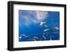 Great White Shark, Large 5 meter female, and schooling Rainbow Runners Guadalupe Island, Marine Bio-Stuart Westmorland-Framed Photographic Print