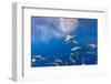 Great White Shark, Large 5 meter female, and schooling Rainbow Runners Guadalupe Island, Marine Bio-Stuart Westmorland-Framed Photographic Print