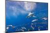 Great White Shark, Large 5 meter female, and schooling Rainbow Runners Guadalupe Island, Marine Bio-Stuart Westmorland-Mounted Photographic Print