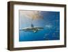 Great White Shark, Large 5 meter female, and schooling Rainbow Runners Guadalupe Island, Marine Bio-Stuart Westmorland-Framed Photographic Print