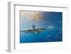 Great White Shark, Large 5 meter female, and schooling Rainbow Runners Guadalupe Island, Marine Bio-Stuart Westmorland-Framed Photographic Print