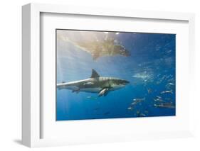 Great White Shark, Large 5 meter female, and schooling Rainbow Runners Guadalupe Island, Marine Bio-Stuart Westmorland-Framed Photographic Print