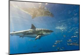 Great White Shark, Large 5 meter female, and schooling Rainbow Runners Guadalupe Island, Marine Bio-Stuart Westmorland-Mounted Photographic Print
