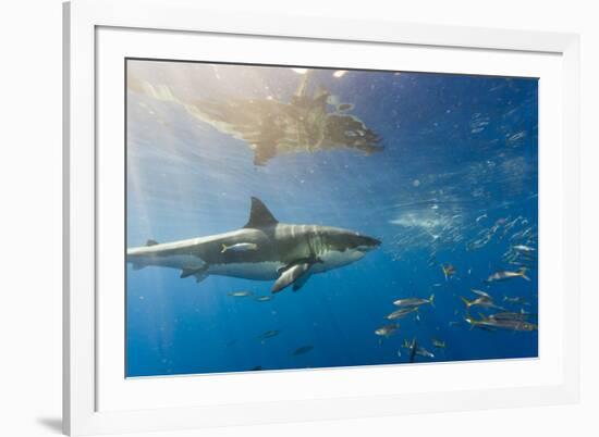 Great White Shark, Large 5 meter female, and schooling Rainbow Runners Guadalupe Island, Marine Bio-Stuart Westmorland-Framed Photographic Print