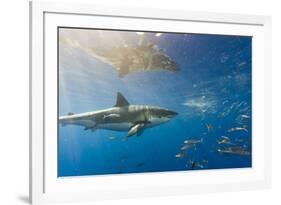 Great White Shark, Large 5 meter female, and schooling Rainbow Runners Guadalupe Island, Marine Bio-Stuart Westmorland-Framed Photographic Print