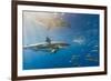 Great White Shark, Large 5 meter female, and schooling Rainbow Runners Guadalupe Island, Marine Bio-Stuart Westmorland-Framed Photographic Print