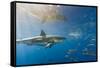 Great White Shark, Large 5 meter female, and schooling Rainbow Runners Guadalupe Island, Marine Bio-Stuart Westmorland-Framed Stretched Canvas