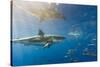 Great White Shark, Large 5 meter female, and schooling Rainbow Runners Guadalupe Island, Marine Bio-Stuart Westmorland-Stretched Canvas