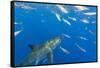 Great White Shark, large 5 meter female and schooling Rainbow Runners Guadalupe Island, Marine Bios-Stuart Westmorland-Framed Stretched Canvas
