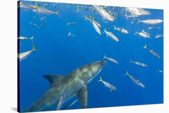 Great White Shark, large 5 meter female and schooling Rainbow Runners Guadalupe Island, Marine Bios-Stuart Westmorland-Stretched Canvas