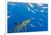 Great White Shark, large 5 meter female and schooling Rainbow Runners Guadalupe Island, Marine Bios-Stuart Westmorland-Framed Photographic Print