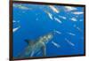 Great White Shark, large 5 meter female and schooling Rainbow Runners Guadalupe Island, Marine Bios-Stuart Westmorland-Framed Photographic Print