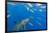 Great White Shark, large 5 meter female and schooling Rainbow Runners Guadalupe Island, Marine Bios-Stuart Westmorland-Framed Photographic Print