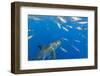 Great White Shark, large 5 meter female and schooling Rainbow Runners Guadalupe Island, Marine Bios-Stuart Westmorland-Framed Photographic Print