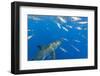 Great White Shark, large 5 meter female and schooling Rainbow Runners Guadalupe Island, Marine Bios-Stuart Westmorland-Framed Photographic Print