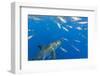 Great White Shark, large 5 meter female and schooling Rainbow Runners Guadalupe Island, Marine Bios-Stuart Westmorland-Framed Photographic Print