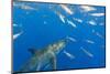 Great White Shark, large 5 meter female and schooling Rainbow Runners Guadalupe Island, Marine Bios-Stuart Westmorland-Mounted Photographic Print