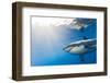 Great White Shark, Large 5 meter female, Guadalupe Island, Marine Preserve, Baja California, Mexico-Stuart Westmorland-Framed Photographic Print