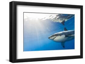 Great White Shark, Large 5 meter female, Guadalupe Island, Marine Preserve, Baja California, Mexico-Stuart Westmorland-Framed Photographic Print