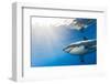 Great White Shark, Large 5 meter female, Guadalupe Island, Marine Preserve, Baja California, Mexico-Stuart Westmorland-Framed Photographic Print