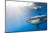 Great White Shark, Large 5 meter female, Guadalupe Island, Marine Preserve, Baja California, Mexico-Stuart Westmorland-Mounted Photographic Print