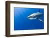 Great White Shark, large 5 meter female, Guadalupe Island, Marine Preserve, Baja California, Mexico-Stuart Westmorland-Framed Photographic Print