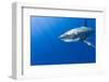 Great White Shark, large 5 meter female, Guadalupe Island, Marine Preserve, Baja California, Mexico-Stuart Westmorland-Framed Photographic Print