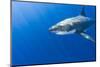 Great White Shark, large 5 meter female, Guadalupe Island, Marine Preserve, Baja California, Mexico-Stuart Westmorland-Mounted Photographic Print