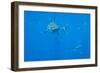 Great White Shark Male-null-Framed Photographic Print