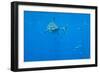 Great White Shark Male-null-Framed Photographic Print