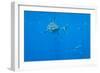 Great White Shark Male-null-Framed Photographic Print