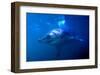 Great White Shark on Ocean Patrol-Charles Glover-Framed Art Print