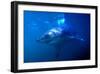 Great White Shark on Ocean Patrol-Charles Glover-Framed Art Print