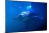 Great White Shark on Ocean Patrol-Charles Glover-Mounted Art Print