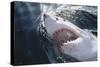 Great White Shark on Sea-Amos Nachoum-Stretched Canvas