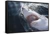 Great White Shark on Sea-Amos Nachoum-Framed Stretched Canvas