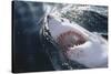 Great White Shark on Sea-Amos Nachoum-Stretched Canvas