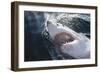 Great White Shark on Sea-Amos Nachoum-Framed Photographic Print