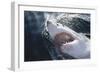 Great White Shark on Sea-Amos Nachoum-Framed Photographic Print