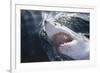 Great White Shark on Sea-Amos Nachoum-Framed Photographic Print