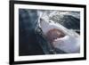 Great White Shark on Sea-Amos Nachoum-Framed Photographic Print