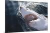 Great White Shark on Sea-Amos Nachoum-Mounted Photographic Print