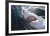 Great White Shark on Sea-Amos Nachoum-Framed Photographic Print